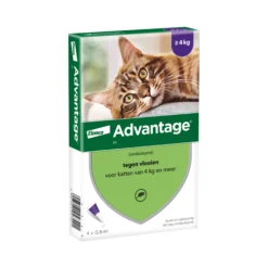Advantage Gatto