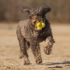 Beeztees Fetch Atomo