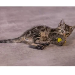 Beeztees Gattino Palline Fruscianti
