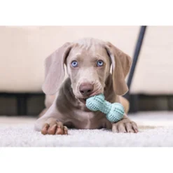 Beeztees Puppy Dental Halter