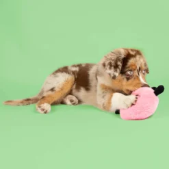 Coockoo Bouncy Buddy