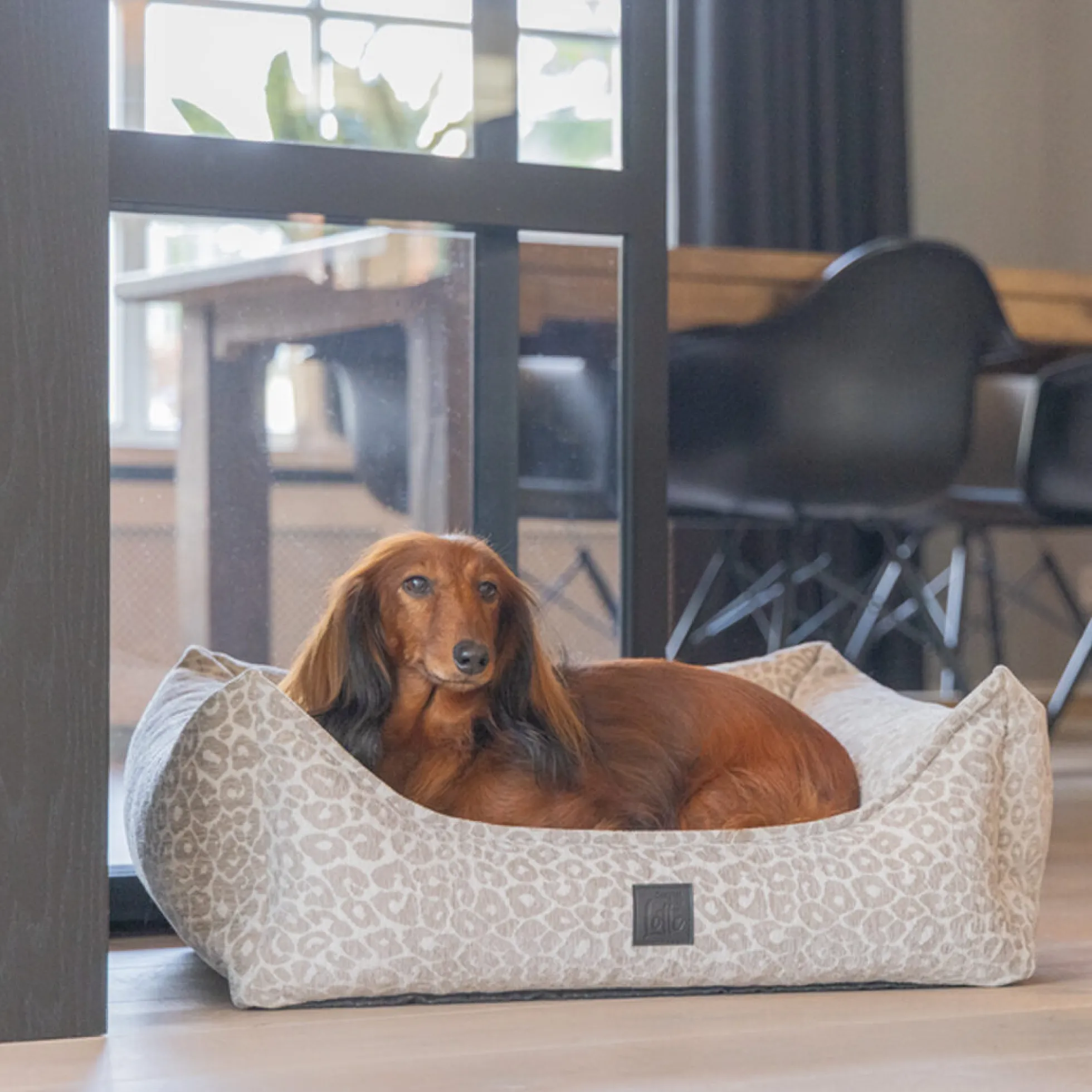 Designed by Lotte Wild Essence Cuccia Ortopedica per Cani