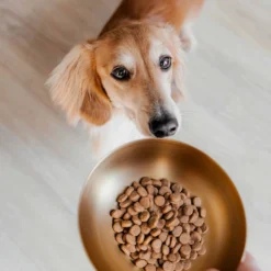 District 70 Royal Ciotola per Cane in Acciaio Inox