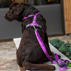 DOG Copenhagen Comfort Walk Air Pettorina