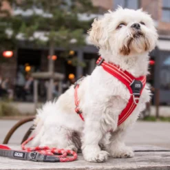DOG Copenhagen Comfort Walk Air Pettorina