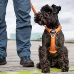 DOG Copenhagen Comfort Walk Air Pettorina