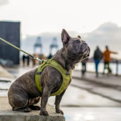 DOG Copenhagen Comfort Walk Go™ Pettorina