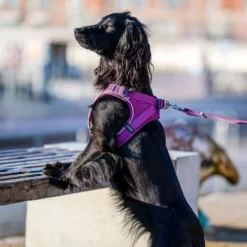 DOG Copenhagen Comfort Walk Go™ Pettorina