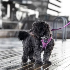DOG Copenhagen Comfort Walk Go™ Pettorina