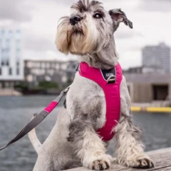 DOG Copenhagen Comfort Walk Pro™ Pettorina