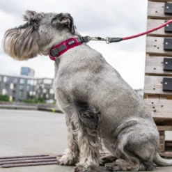 DOG Copenhagen Urban Explorer™ Collar