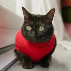 Dr. Ann's Protective Shirt Gatto