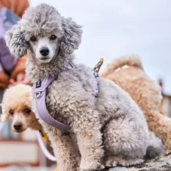 Hurtta Harness Seeker