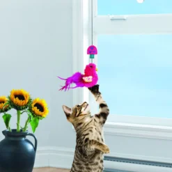 KONG Cat - Window Teaser