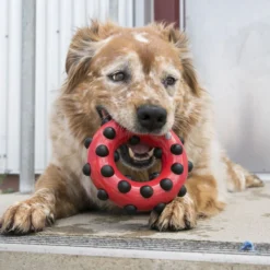 KONG Dotz
