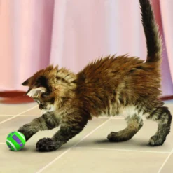 KONG Kat - Palline da tennis