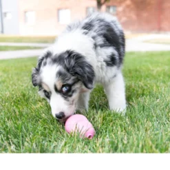 KONG Puppy