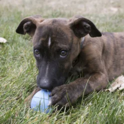KONG Puppy Ball