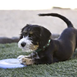 KONG Puppy Flyer Frisbee