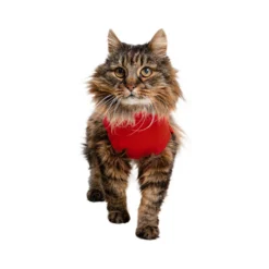 Medical Pet Shirt per Gatto