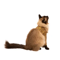 MPS Manica per zampa anteriore Gatto