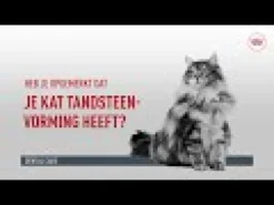 Royal Canin Dental Care - Cibo per Gatti