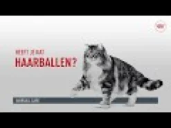 Royal Canin Hairball Care in Jelly - Cibo per gatti