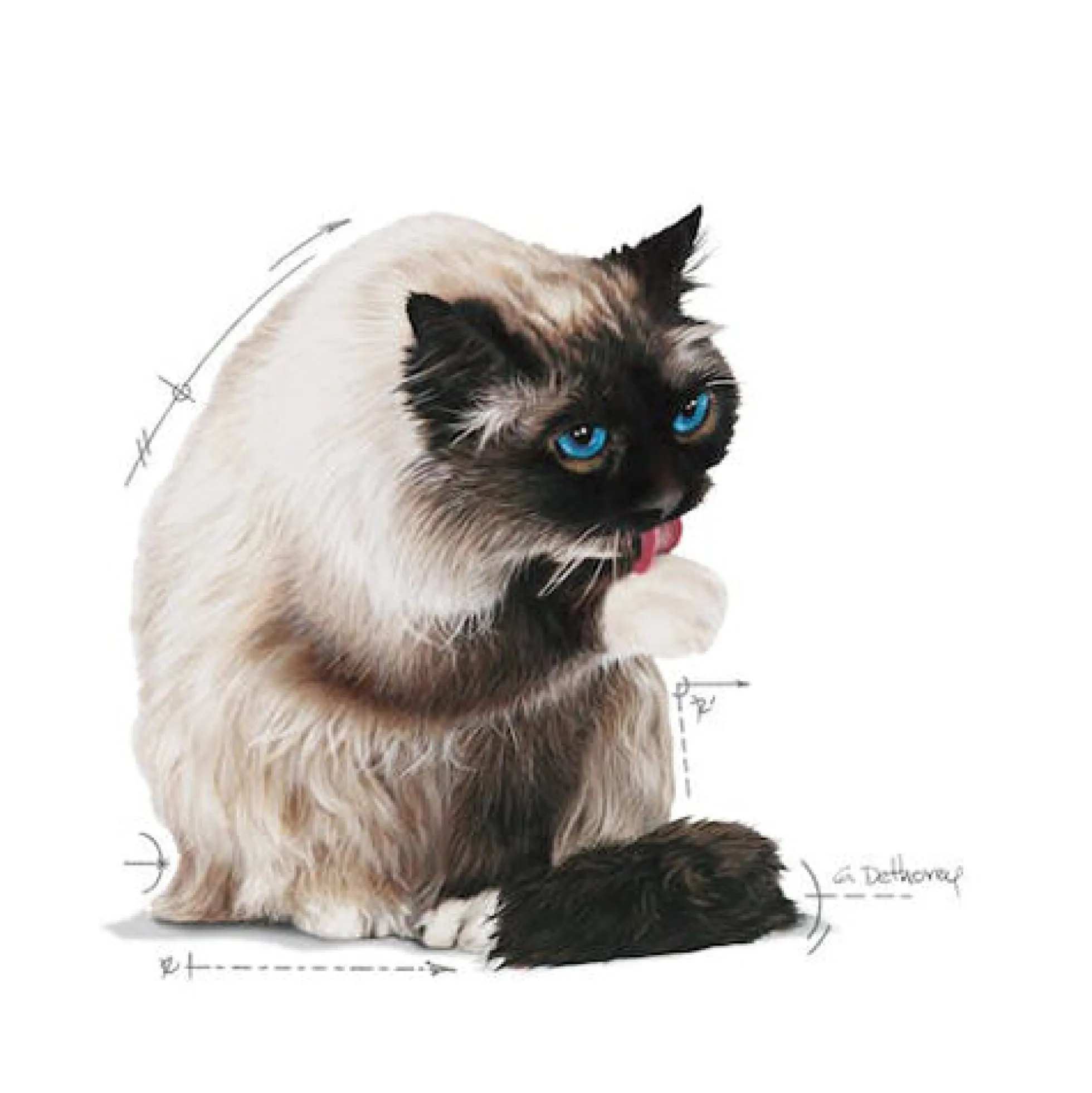Royal Canin Hairball Care in Jelly - Cibo per gatti