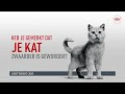 Royal Canin Light Weight Care in Jelly - Cibo per Gatti