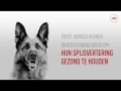Royal Canin Maxi Ageing 8+ - Cibo per cani