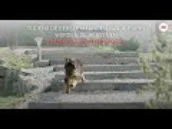 Royal Canin Maxi Puppy - Cibo per Cani