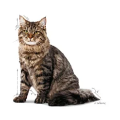 Royal Canin Urinary Care in Jelly - Cibo per gatti
