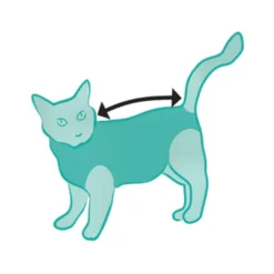 Suitical Recovery Suit Gatto