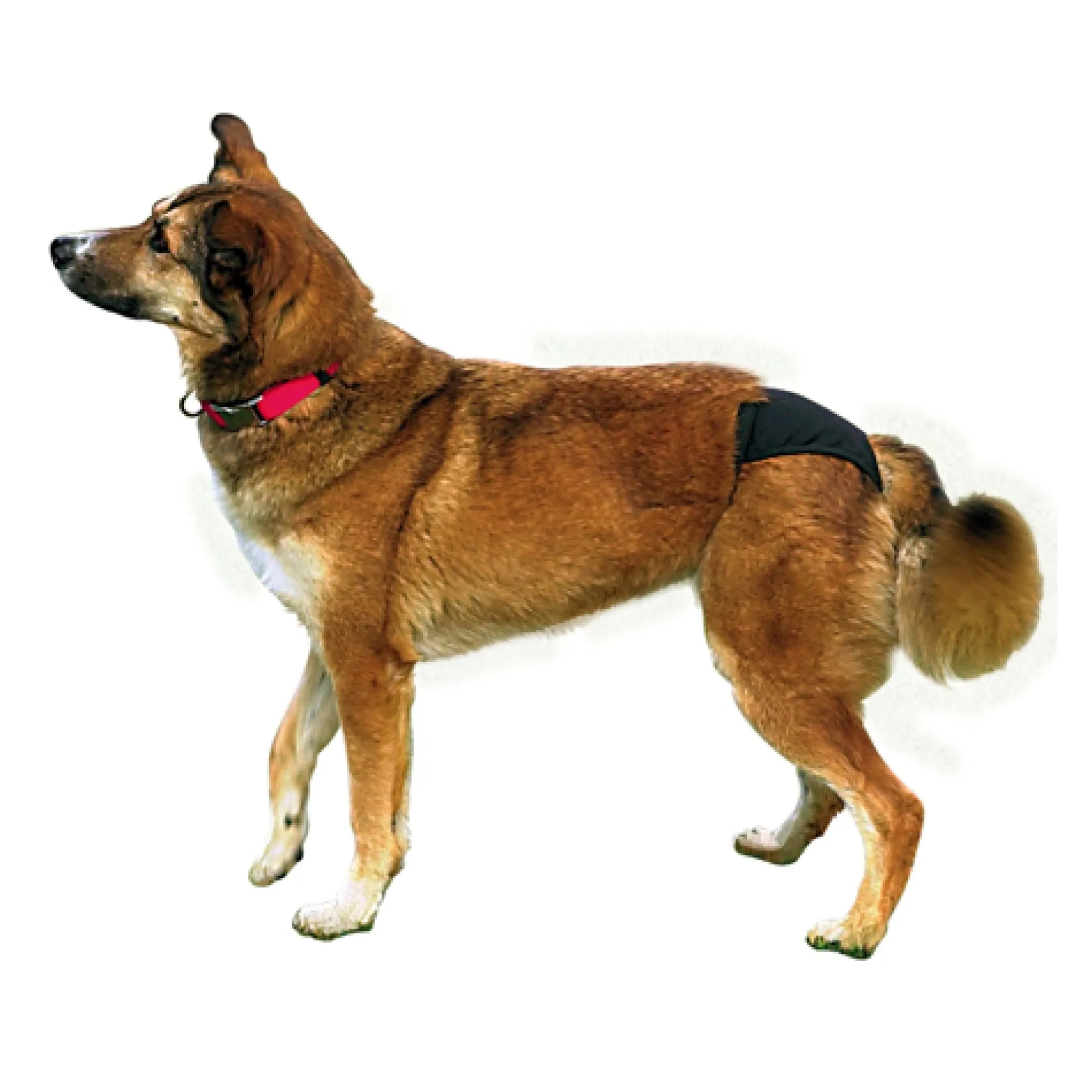 Trixie Protective Pants e Pads