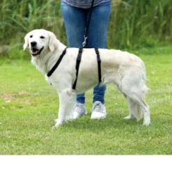Trixie Stay Cintura per Cani