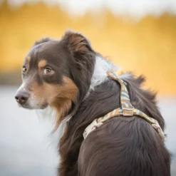 Woolly Wolf Cloudbeam Harness
