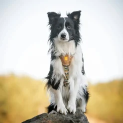 Woolly Wolf Cloudbeam Harness