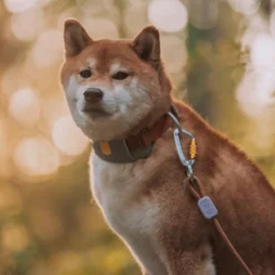Woolly Wolf Rope Leash