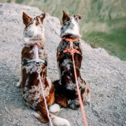 Woolly Wolf Rope Leash
