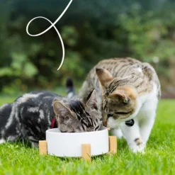 Yarrah - Paté Bio Gatto - Vaschetta - Pollo e Tacchino
